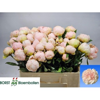product/img.floraplaza.nl/115607-55-LIVE_fotos-0xAAB15AB12BD1AA21B94E50699D05CAFD8F6D7E5A.jpg
