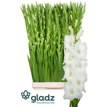 product/img.floraplaza.nl/115659-120-LIVE_fotos-0x3EFA6BE6C75A8F0BBD6EC245BE95C23A8F50DF35.jpg