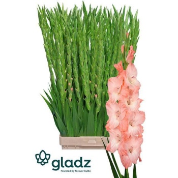 product/img.floraplaza.nl/115660-120-LIVE_fotos-0x8D2FC20C9C6F37F0305621B09B2853B0C032D7D2.jpg