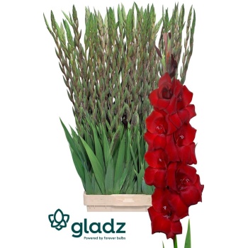 product/img.floraplaza.nl/115662-120-LIVE_fotos-0x50B211B9ABE022DE06E0E566FBD4947186527DA1.jpg