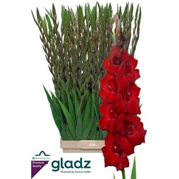 product/img.floraplaza.nl/115662-120-LIVE_fotos-0x79C2831191CF212ABA86CAD2C982B9BAA83FD48F.jpg