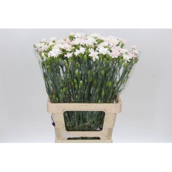 product/img.floraplaza.nl/115748-60-LIVE_fotos-0xB936D360020732A81CC56274A92DA00F063E6ACA.jpg