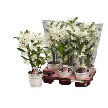 product/img.floraplaza.nl/115819-12-LIVE_fotos-0xEB21F8B7C155987B81962D18154955B1C6C6AC4B.jpg