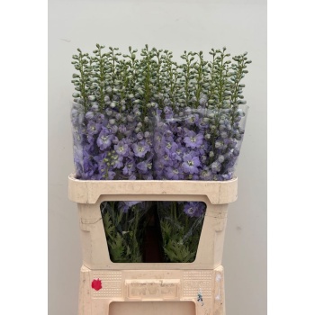 product/img.floraplaza.nl/115832-90-LIVE_fotos-0xC7141A6A8B02B9FB4B9DE2B831B8D9D361B5B4FB.jpg