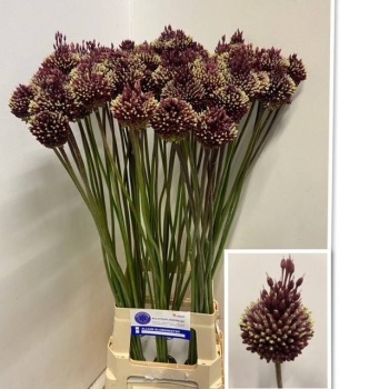 product/img.floraplaza.nl/115846-90-LIVE_fotos-0x8A51F271EB71BDEFB5518710691D07691E17AEEF.jpg