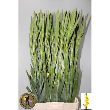 product/img.floraplaza.nl/115848-120-LIVE_fotos-0xF6885ED17CE45CEEE6E8A0DB89DC89A48A85D1AD.jpg