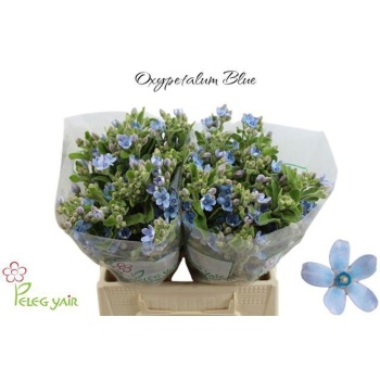 product/img.floraplaza.nl/115858-40-LIVE_fotos-0x1E10A1FF86CC7947C728D11CC2BF42F56BB16EF7.jpg