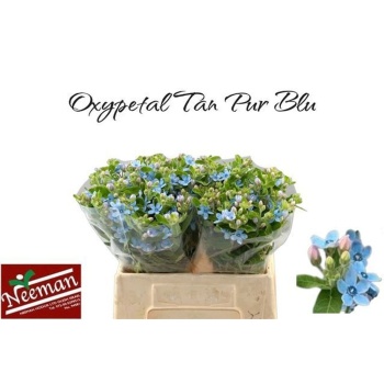 product/img.floraplaza.nl/115858-40-LIVE_fotos-0x9CE4280B1AE22B2052859648CDF6BC2C1A80C524.jpg