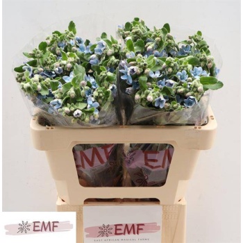 product/img.floraplaza.nl/115858-55-LIVE_fotos-0x00798A43D876BF3D4CF20B20D8955B5E1010DB24.jpg product/img.floraplaza.nl/115858-55-LIVE_fotos-0x00798A43D876BF3D4CF20B20D8955B5E1010DB24.jpg