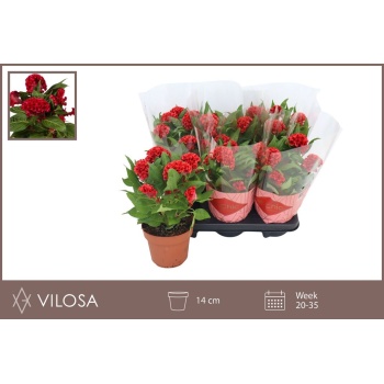 product/img.floraplaza.nl/115891-14-LIVE_fotos-0xF218AB4368E88B7AFAF5511401F29D0BBA1855B8.jpg