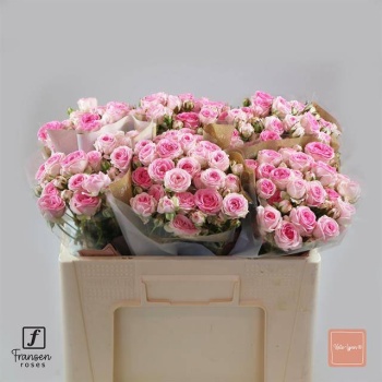 product/img.floraplaza.nl/115973-50-LIVE_fotos-0xF3AB1548BD79B9A78B3B4CE29FD7333E6510C20D.jpg