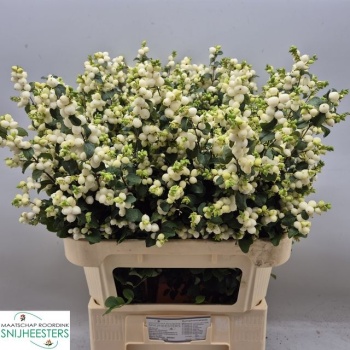 product/img.floraplaza.nl/116047-80-LIVE_fotos-0x84CD3A56DAA9C1D278C117011037B52BF337FF37.jpg