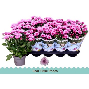 product/img.floraplaza.nl/116191-12-LIVE_fotos-0x76DEA6FBBBC7073AE2DB3BB6FC49538E20A4D981.jpg