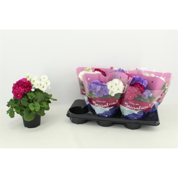 product/img.floraplaza.nl/116295-14-LIVE_fotos-0xAAD72F2B0A4A9CAE7D56EC1AB2F6D6090CC1696A.jpg