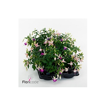 product/img.floraplaza.nl/116439-21-ART_fotos-VBN-vbn116439.jpg