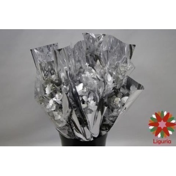 product/img.floraplaza.nl/116444-50-ASSORTI_fotos-Magnet-Blad eucalyptus cinerea vrf silver 55cm 200gr.jpg