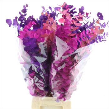 product/img.floraplaza.nl/116444-70-LIVE_fotos-0x42AE0A579DD71B1680F8EB35CCC20FB51A06CBAA.jpg