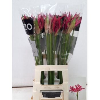 product/img.floraplaza.nl/116468-70-LIVE_fotos-0xFCD3D2BB461356FE41E88D730BB8A4A05DBFD093.jpg