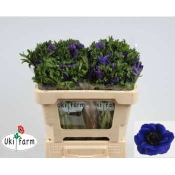 product/img.floraplaza.nl/11654-LIVE_fotos-0xE9C3DEDE5801E5FE1B3372387673DD619623A0EE.jpg