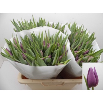 product/img.floraplaza.nl/116602-LIVE_fotos-0x6F8227966764C809F34C7477C2A3C8D381EA70DD.jpg product/img.floraplaza.nl/116602-LIVE_fotos-0x6F8227966764C809F34C7477C2A3C8D381EA70DD.jpg