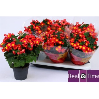 product/img.floraplaza.nl/116697-14-LIVE_fotos-0x3B88BA3B2EDC9E449808C9AC2CA832E573EECC9A.jpg