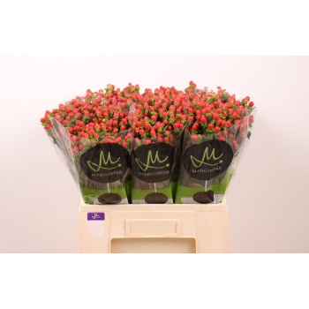 product/img.floraplaza.nl/116753-60-LIVE_fotos-0xCBEE688BF73C0183B7D6E90495DB9BBAC4045B5D.jpg