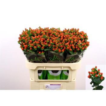 product/img.floraplaza.nl/116753-70-LIVE_fotos-0xBBAF6F271EBDD06D145D3A1CDBF22E304BD7DECB.jpg