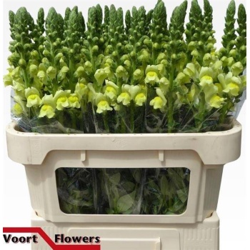product/img.floraplaza.nl/116845-75-LIVE_fotos-0x1408DFD9A2771E61CC09A475F19E3CAAEA862459.jpg