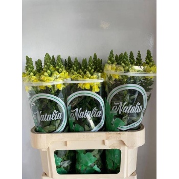 product/img.floraplaza.nl/116845-80-LIVE_fotos-0xF0EA3A01EE9A8276C03CADFD2F412B6E26DE2E14.jpg