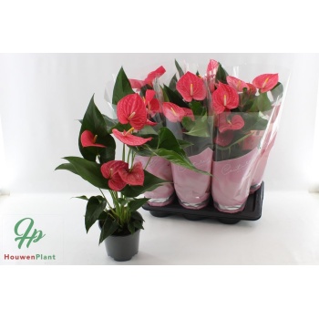 product/img.floraplaza.nl/116885-17-LIVE_fotos-0xD88C5B986B28764721AF960C013FCFB9BDF1FE90.jpg