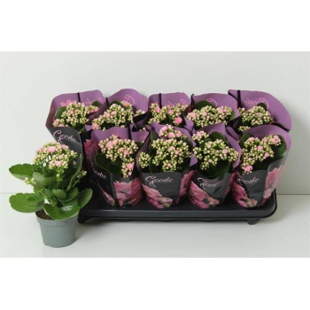 product/img.floraplaza.nl/116963-510-LIVE_fotos-0x18854CDDD4A4E59E8BA664C7CB6F58EF0C264112.jpg