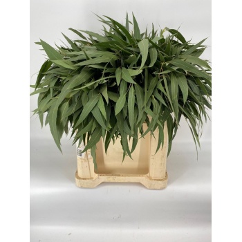 product/img.floraplaza.nl/117-55-ASSORTI_fotos-Eucalyptus dominichina.jpg