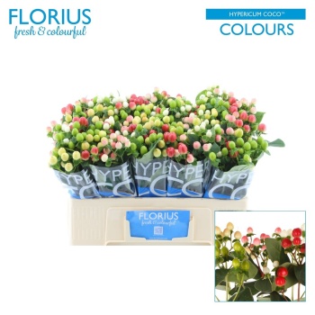 product/img.floraplaza.nl/117058-50-LIVE_fotos-0x7546DA924700474067E3B25D3B66491204EC495A.jpg