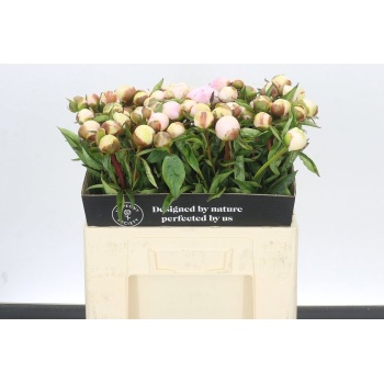 product/img.floraplaza.nl/117193-55-LIVE_fotos-0xDFAC372D6C7CBD191BEBFE939FF9035E38B2C1B4.jpg
