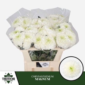 product/img.floraplaza.nl/117213-100G-LIVE_fotos-0xAD6D04C1797FE700C49C04F72D22EC835485B03C.jpg