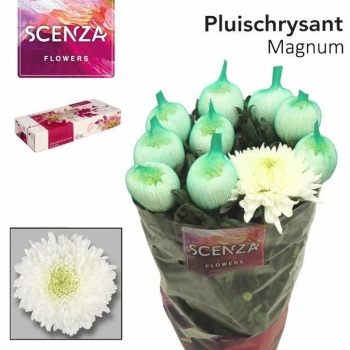 product/img.floraplaza.nl/117213-105-LIVE_fotos-0x3095012169034C989B52FD90DA1689C6CF84411A.jpg