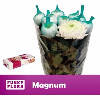 product/img.floraplaza.nl/117213-120-LIVE_fotos-0xA07E538F547029A375C74D7CAED8E902E34CDD7B.jpg