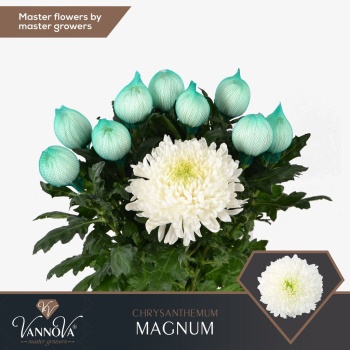 product/img.floraplaza.nl/117213-130G-LIVE_fotos-0x89A03CB2791C2A78AEDC24163838F82D2DAEA4A9.jpg