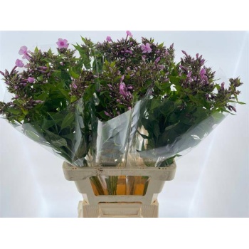 product/img.floraplaza.nl/117266-70-LIVE_fotos-0xF229D1F3C24985793E1CC140C7A9BC3891BC4F31.jpg