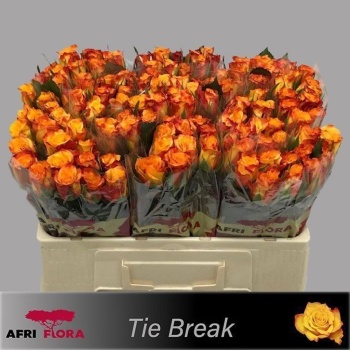 product/img.floraplaza.nl/117295-50AFRI-LIVE_fotos-0x2D9F2174171EA2DFF8D18280C5F64BC07D702B88.jpg