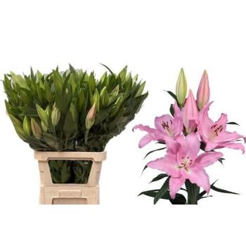 product/img.floraplaza.nl/117352-90-LIVE_fotos-0x90D59BD35AEE86C1B58B669CD4F62D31A923C979.jpg