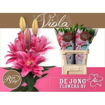 product/img.floraplaza.nl/117355-85-LIVE_fotos-0x37FE5FC1180B5DCA3614DA54664AE2336AD1E4B1.jpg
