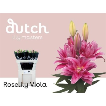 product/img.floraplaza.nl/117355-85-LIVE_fotos-0xD1F31A06689B6A8924828A36E14F8C806EA744CE.jpg product/img.floraplaza.nl/117355-85-LIVE_fotos-0xD1F31A06689B6A8924828A36E14F8C806EA744CE.jpg