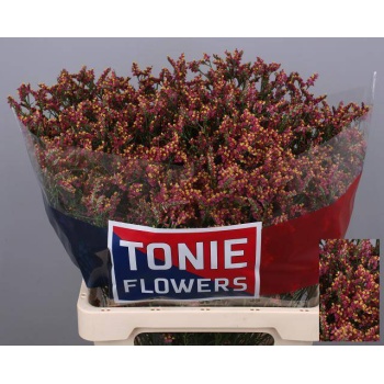 product/img.floraplaza.nl/117364-70-LIVE_fotos-0x214233EA194742931F89CB42D91B0A5E8359A318.jpg