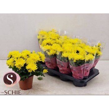 product/img.floraplaza.nl/117424-13-LIVE_fotos-0xFB3D1A732BF2D27C75A79793DBAE725BE40D680E.jpg