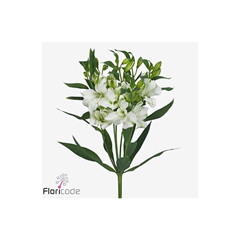 product/img.floraplaza.nl/117474-75-ART_Fotos-VBN-vbn117474.jpg