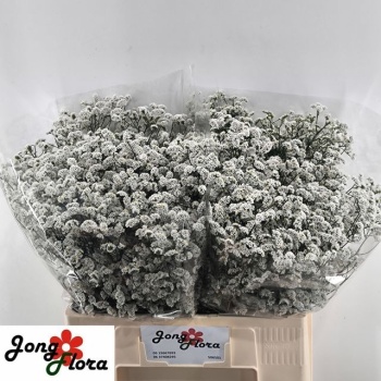product/img.floraplaza.nl/117487-60-LIVE_fotos-0xC09E8EDE073AD4B89D0C2A97E35F73CB8DD5D32B.jpg