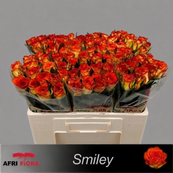 product/img.floraplaza.nl/117495-50-LIVE_fotos-0x367C4CBD249F994A8CF5CB4178956C84C101AFB9.jpg