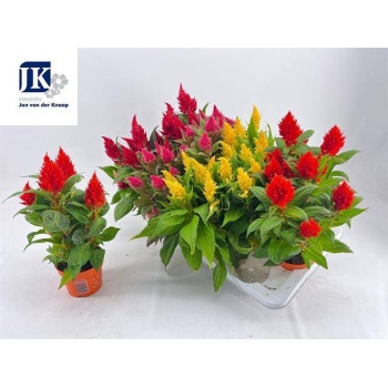 product/img.floraplaza.nl/117617-12-LIVE_fotos-0xC5D1B90B822DD6593C3B41DD1E7FF344BA1C5F40.jpg