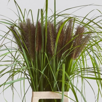 product/img.floraplaza.nl/117736-80-LIVE_fotos-0x368D5CFB054DA7FBCF7E40D2989142E2D35714F9.jpg